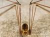 Spider Pholcus Phalangioides 3D Model
