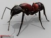 Ant (Camponotus Obscuripes)