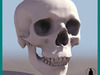 HUMAN SKULL 3D Model .max