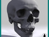 HUMAN SKULL 3D Model .max