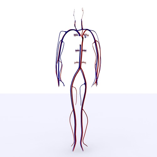 Circulatory System Basic 3D Model .max .obj .3ds .fbx .c4d .ma .mb