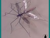 MOSQUITO INSECT