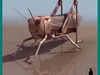 GRASSHOPPER