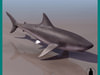 WHITE SHARK MALE