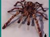 TARANTULA SPIDER 3D Model