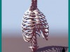 HUMAN THORAX TORSO MEDI...