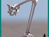 HUMAN LOWER EXTREMITY L... 3D Model