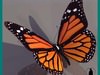 BUTTERFLY INSECT