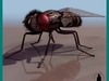 FLY GRAY INSECT