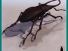 STAG BEETLE INSECT