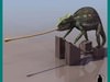 CHAMALEON REPTILE 3D Model