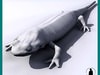 SALAMANDER