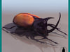 EUPATORUS GRACILICORNIS...