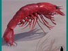 LARGE RED PRAWN SHRIMP