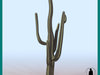 saguaro DESERT CACTUS 3D Model