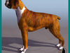 boxer dog