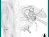 EAR  INTERNAL SECTION 3D Model .max