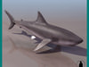 WHITE SHARK FEMALE 3D Model