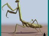 PRAYING MANTIS INSECT