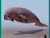 DUDONGO MANATI AQUATIC ... 3D Model