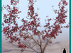PRUNUS AVIUM TREE PLANT 3D Model