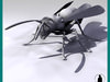 WASP Aculeate Vespidae ...