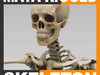 Human Skeleton Maya Rigged 3D Model