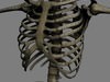 Human Skeleton Maya Rigged 3D Model .ma .mb