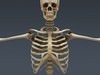 Human Skeleton Maya Rigged 3D Model .ma .mb