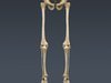 Human Skeleton Maya Rigged 3D Model .ma .mb