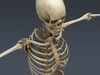Human Skeleton Maya Rigged 3D Model .ma .mb