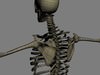 Human Skeleton Maya Rigged 3D Model .ma .mb
