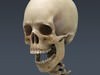 Human Skeleton Maya Rigged 3D Model .ma .mb