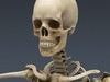 Human Skeleton Maya Rigged 3D Model .ma .mb