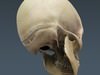 Human Skeleton Maya Rigged 3D Model .ma .mb