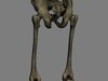 Human Skeleton Maya Rigged 3D Model .ma .mb