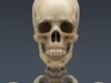 Human Skeleton Maya Rigged 3D Model .ma .mb