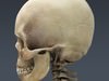 Human Skeleton Maya Rigged 3D Model .ma .mb