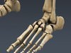 Human Skeleton Maya Rigged 3D Model .ma .mb