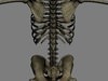 Human Skeleton Maya Rigged 3D Model .ma .mb