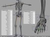Human Skeleton Maya Rigged 3D Model .ma .mb
