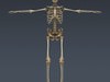 Human Skeleton Maya Rigged 3D Model .ma .mb