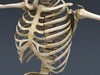 Human Skeleton Maya Rigged 3D Model .ma .mb