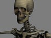 Human Skeleton Maya Rigged 3D Model .ma .mb