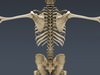 Human Skeleton Maya Rigged 3D Model .ma .mb