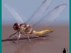 DRAGONFLY INSECT