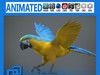 Animated Parrot 3D Model