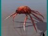 CRAB (MAJA SQUINADO)
