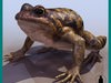 COMMON FROG (BERMEJA) 3D Model