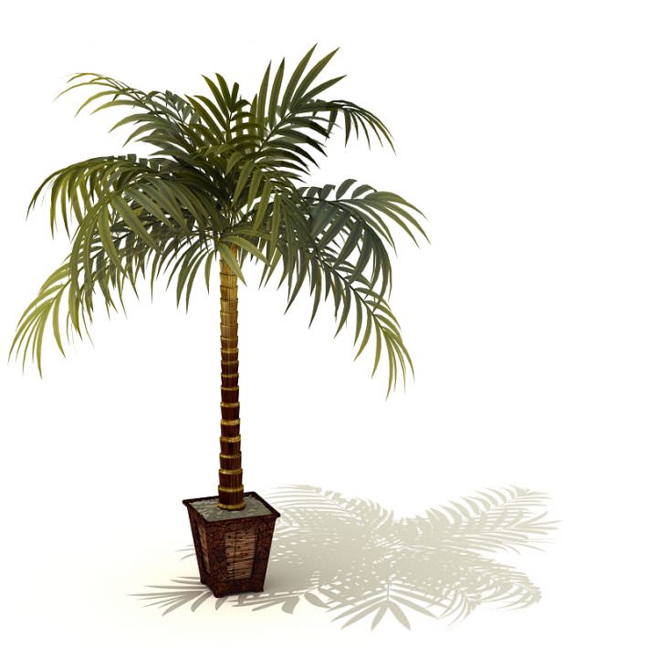 Decorative Palm Tree 3D Model